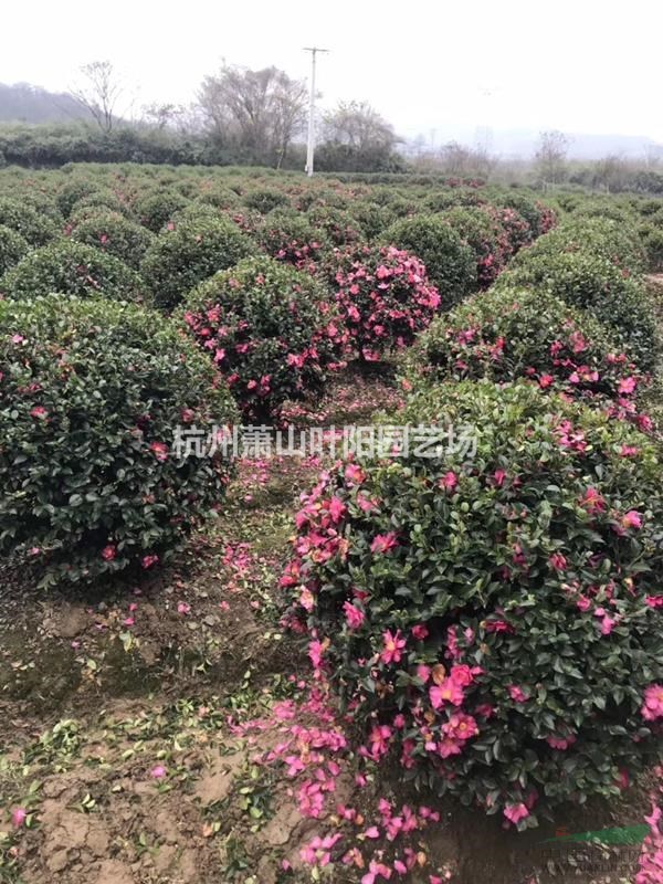 供應精品茶梅球 以及 精品柱 各類小苗