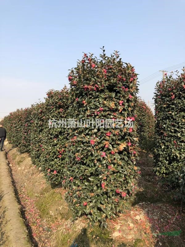 供應精品茶梅球 以及 精品柱 各類小苗