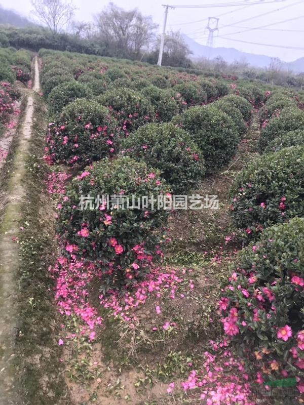 供應精品茶梅球 以及 精品柱 各類小苗