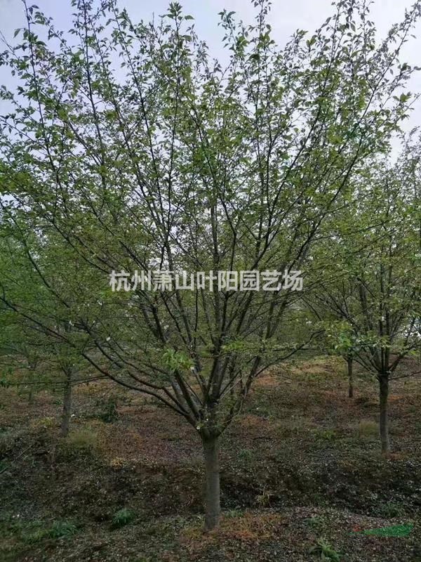供應(yīng)早櫻 晚櫻 各規(guī)格 分支高低都有 