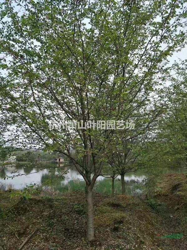 供應(yīng)早櫻 晚櫻 各規(guī)格 分支高低都有 