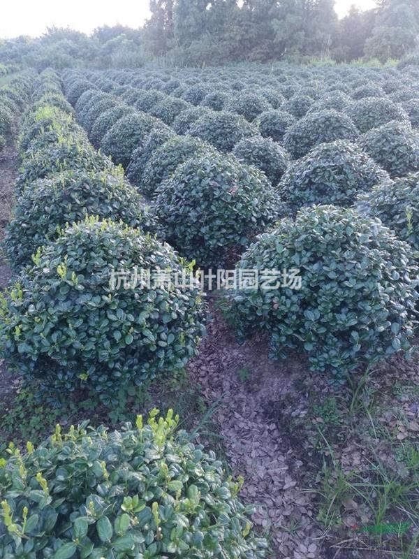 供應精品無刺構骨球 無刺構骨柱 以及各類小苗