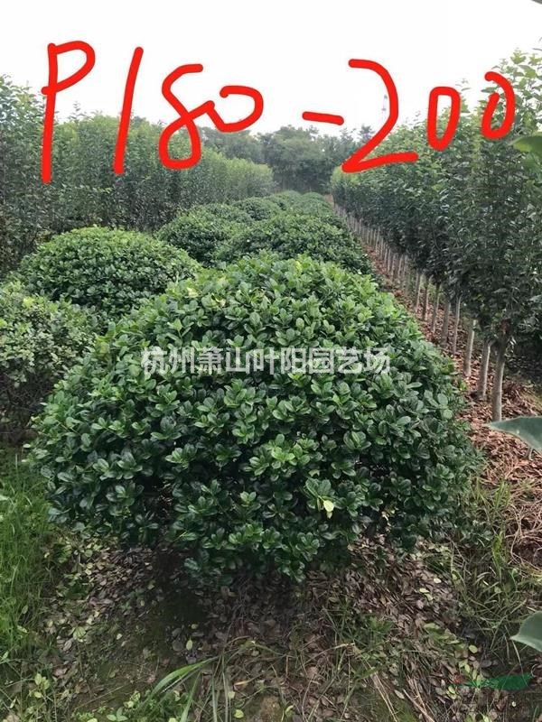 供應精品無刺構骨球 無刺構骨柱 以及各類小苗