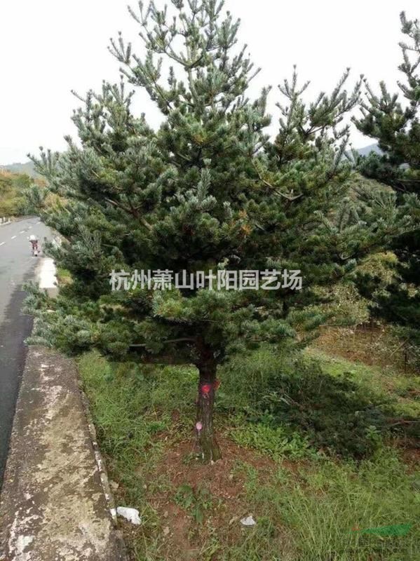 供應各規格精品五針松造型 以及毛培樹
