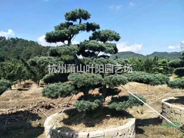 供應各規格精品五針松造型 以及毛培樹