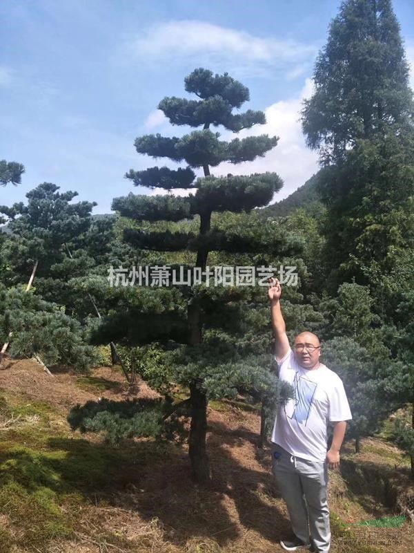供應各規格精品五針松造型 以及毛培樹