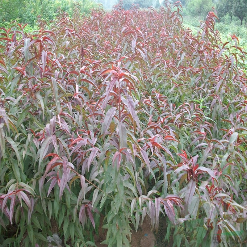 廠家急售2公分紅葉碧桃培育基地 碧桃樹無病蟲害凍害