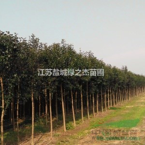 江蘇 大葉女貞 高桿女貞