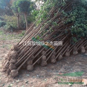 江蘇 大葉女貞 高桿女貞