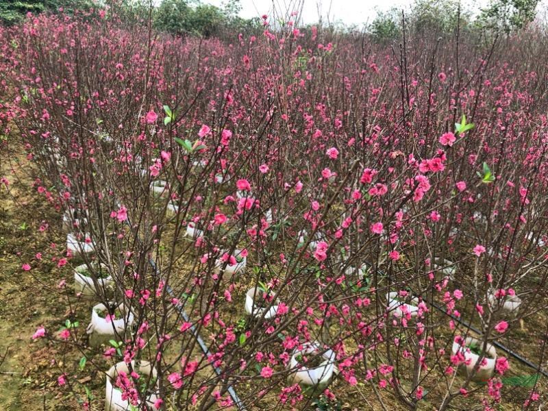 福建地區(qū)大量供應紅花碧桃