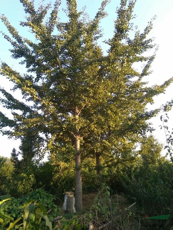 皖砀长期供应20公分矮壮银杏树