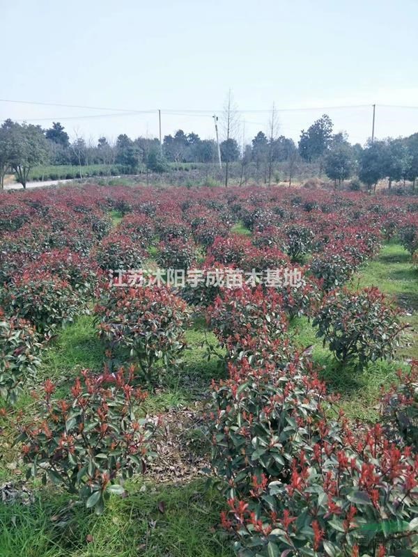 江蘇地區(qū)供應(yīng)，紅葉石楠球、金森女貞球、金邊黃楊球