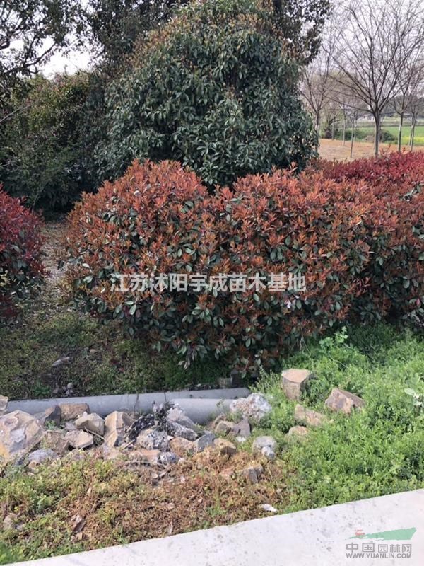 江蘇地區(qū)供應(yīng)，紅葉石楠球、金森女貞球、金邊黃楊球
