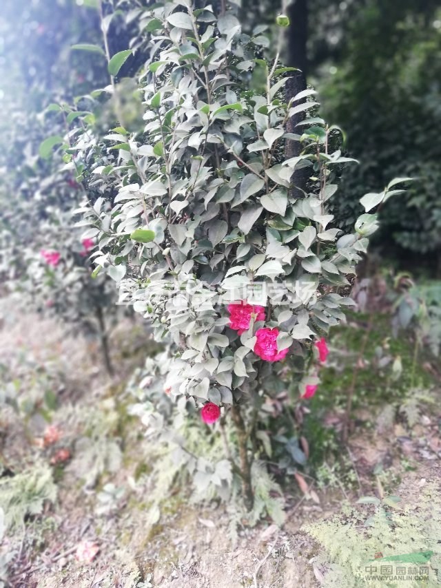 三角梅批發(fā)市場 金江園藝專業(yè)種植批發(fā)三角梅找馬貴英