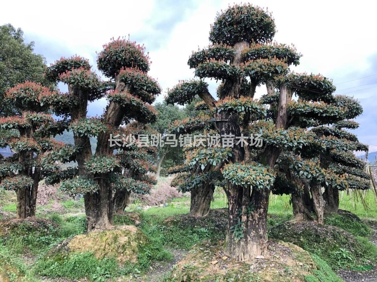椤木石楠桩，湖南椤木石楠，造型椤木石楠，椤木石楠桩价格