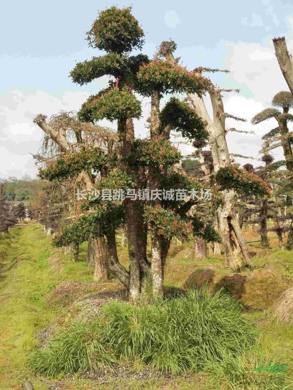椤木石楠桩，湖南椤木石楠，造型椤木石楠，椤木石楠桩价格
