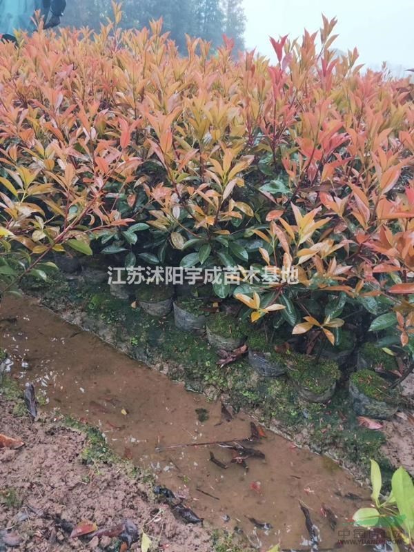 籬笆苗 紅葉石楠 金森女貞