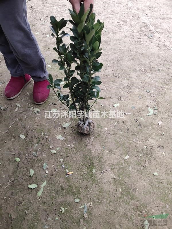 江蘇優(yōu)質(zhì)供應金葉女貞 瓜子黃楊 大葉黃楊