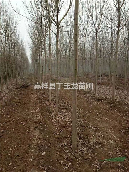 速生白蠟10公分12公分13公分現(xiàn)在市場價格