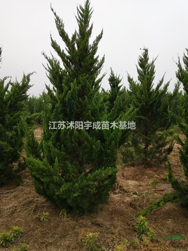 優(yōu)質(zhì)供應(yīng)蜀檜 塔柏 龍柏  2-4米