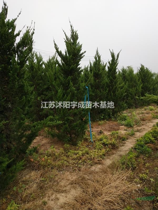 優(yōu)質(zhì)供應(yīng)蜀檜 塔柏 龍柏  2-4米