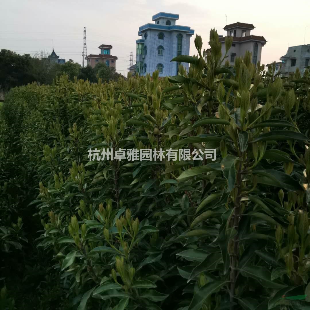 P180法青)(蕭山毛球,蕭山小苗,工程用苗專業(yè)配送)