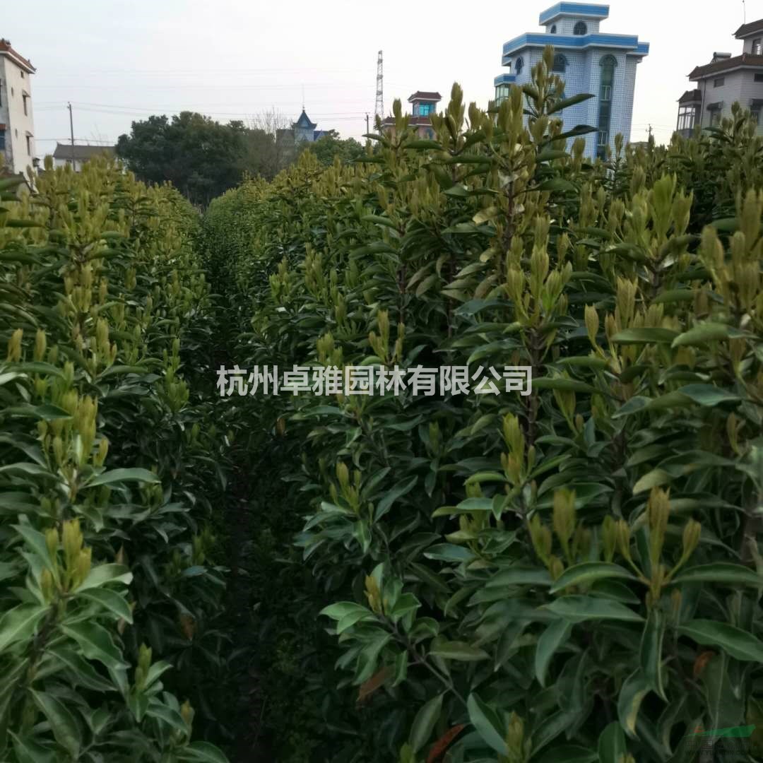 P180法青)(蕭山毛球,蕭山小苗,工程用苗專業(yè)配送)