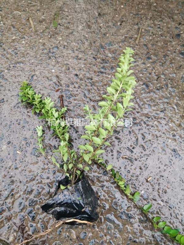 亮葉忍冬(小杯))(蕭山毛球,蕭山小苗,工程用苗專業(yè)配送)