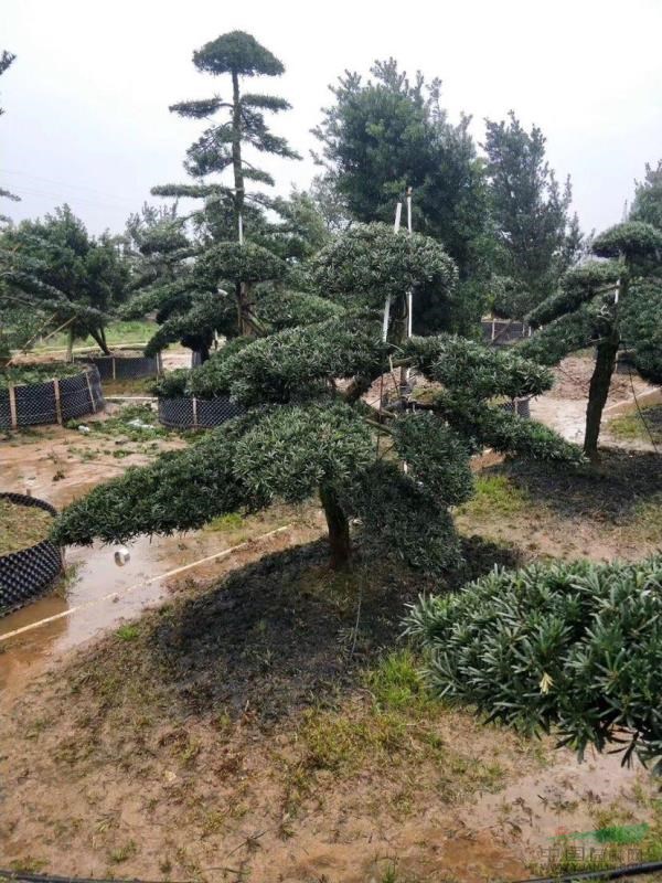 造型罗汉松，异形罗汉松，湖南造型罗汉松
