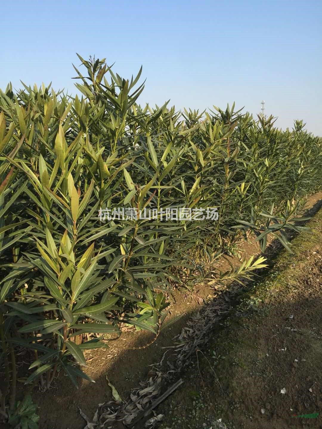 供應(yīng)當年生夾竹桃小苗 及 多年生苗