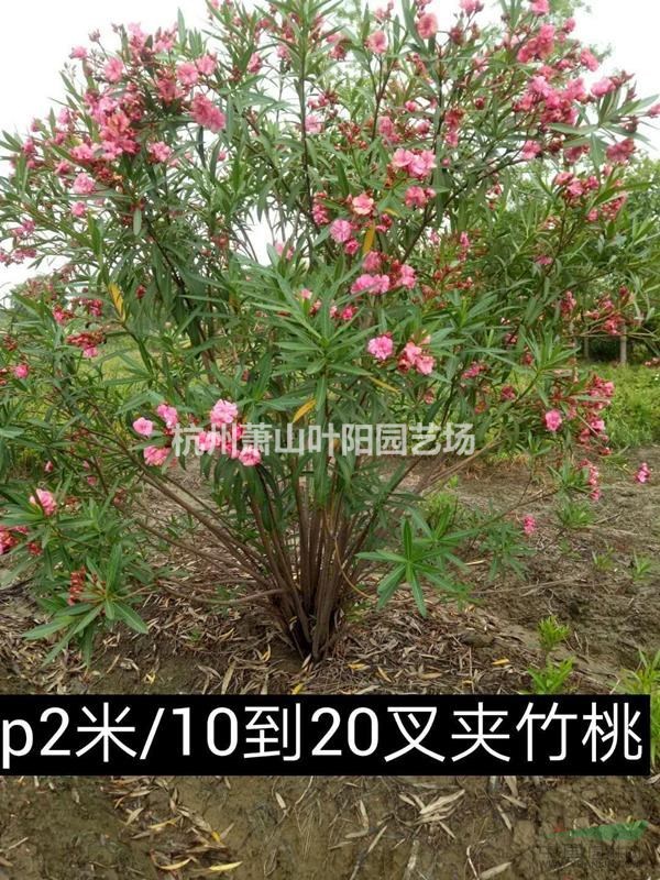 供應(yīng)當年生夾竹桃小苗 及 多年生苗
