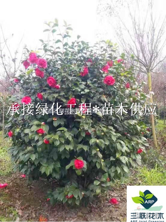 哪里有山茶花  哪里有山茶花基地批發  