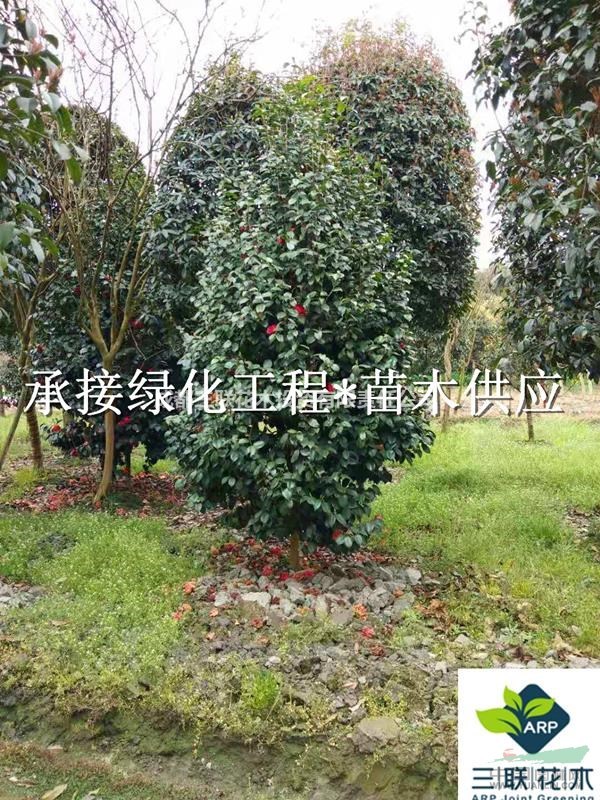 哪里有山茶花  哪里有山茶花基地批發  