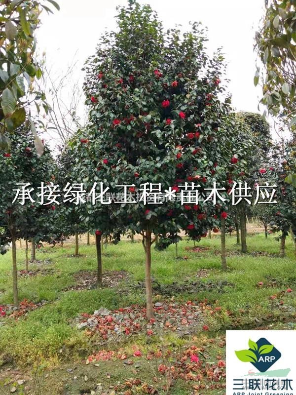 哪里有山茶花  哪里有山茶花基地批發  