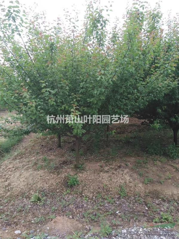 供應精品骨里紅紅梅3-12 及各規格嫁接紅梅