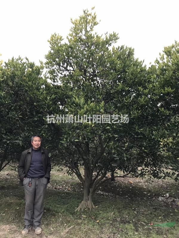 供應(yīng)叢生胡柚樹(shù) 及橘子樹(shù) 各品種果苗