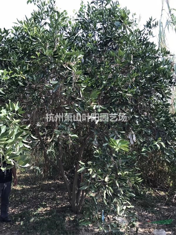 供應(yīng)叢生胡柚樹(shù) 及橘子樹(shù) 各品種果苗