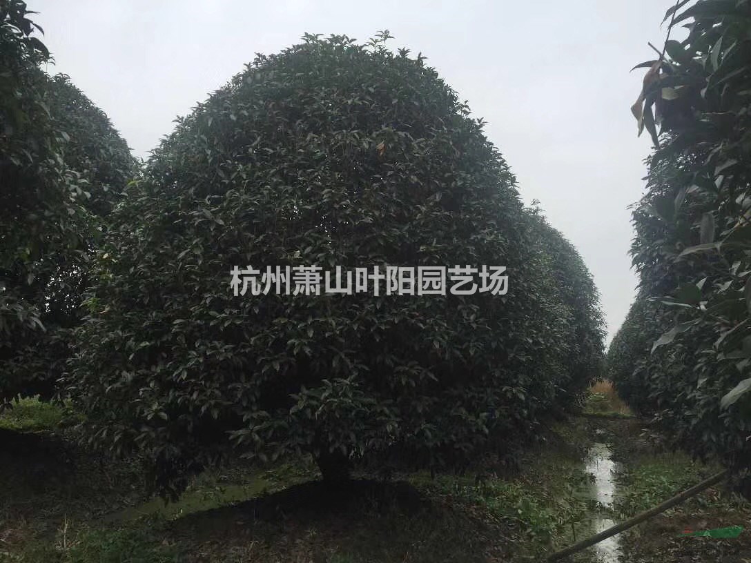供應(yīng)叢生桂花球及各規(guī)格單桿桂花