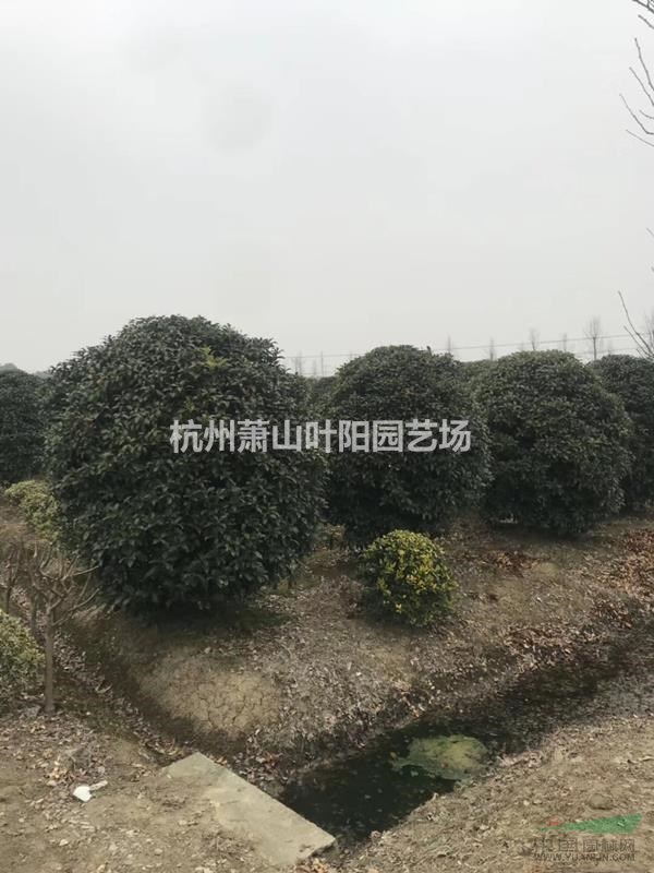 供應(yīng)叢生桂花球及各規(guī)格單桿桂花