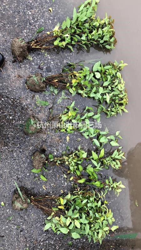 供應(yīng)金焰繡線菊毛球 南天竹毛球 金葉女貞毛球