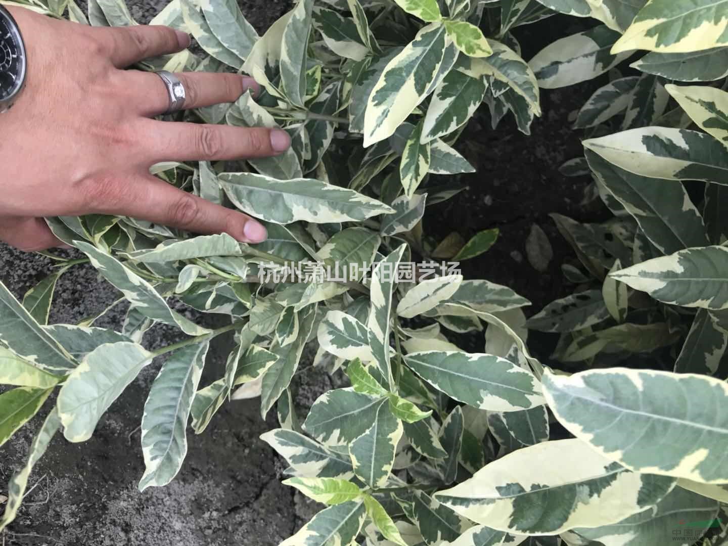 供應(yīng)八仙花小杯 花葉梔子小杯 八角金盤小杯苗