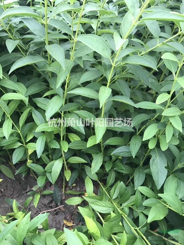 供應(yīng)金鐘花 黃金條 連翹 色塊苗及毛球