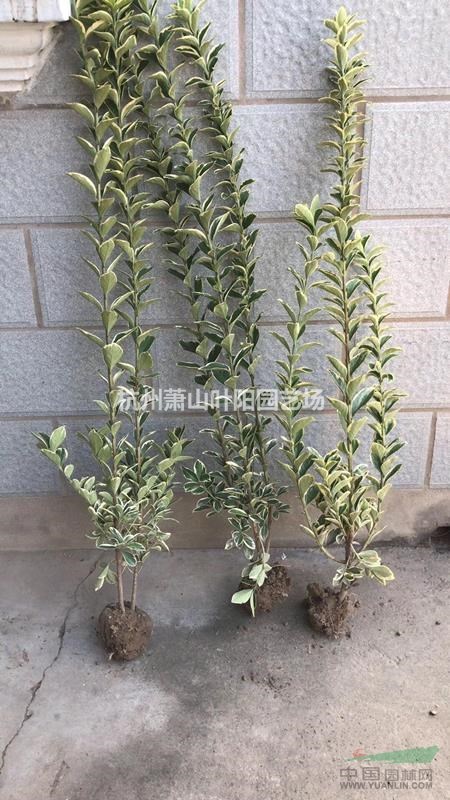供應h80-250 金邊黃楊籬笆苗 及小柱子
