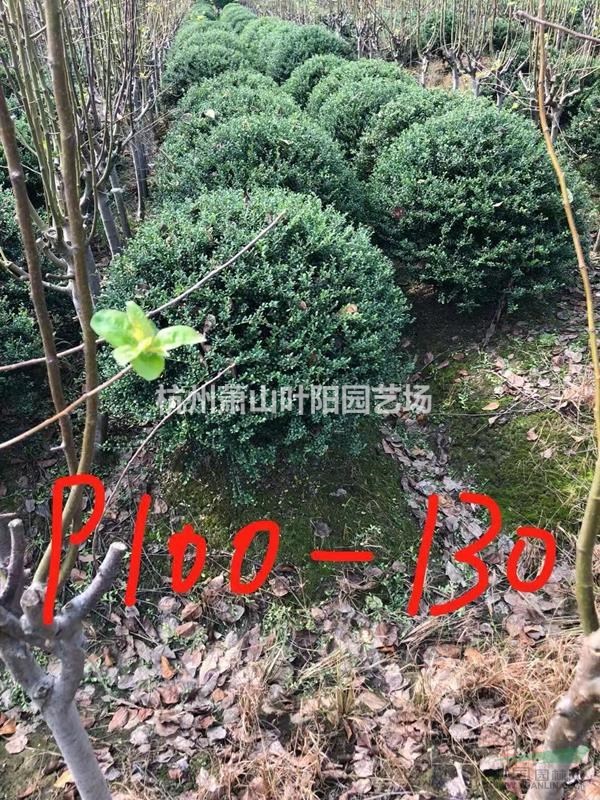 供應龜甲冬青小毛球及各規格球類