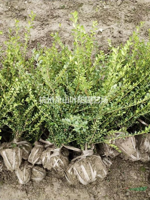 供應龜甲冬青小毛球及各規格球類