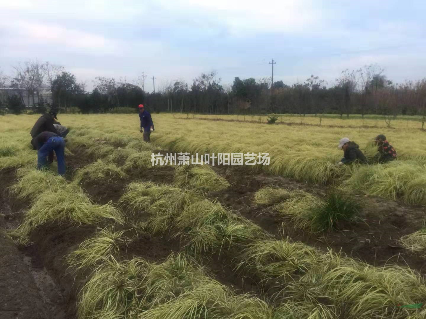 大量供應金葉苔草 工地收邊首選