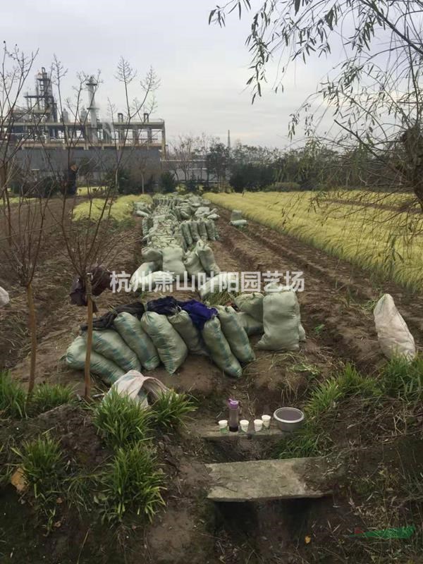 大量供應金葉苔草 工地收邊首選