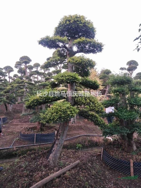 榆树桩，榔榆桩，造型小叶榆树，湖南榆树价格