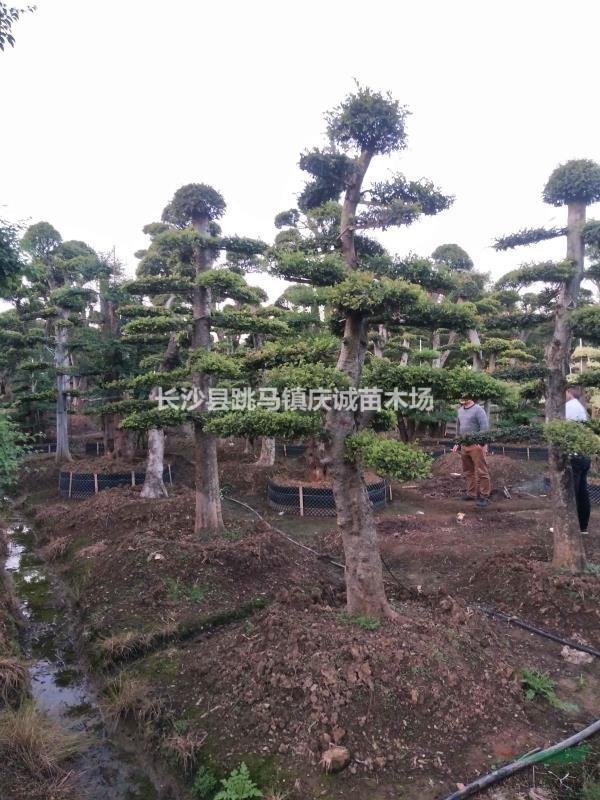 榆树桩，榔榆桩，造型小叶榆树，湖南榆树价格