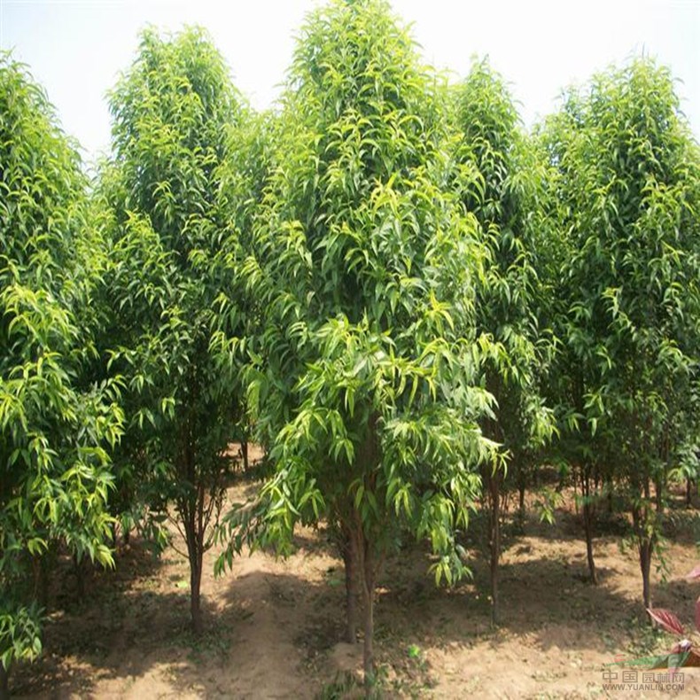 農(nóng)戶供應(yīng)4公分垂指碧桃批發(fā)基地 碧桃樹量大優(yōu)惠